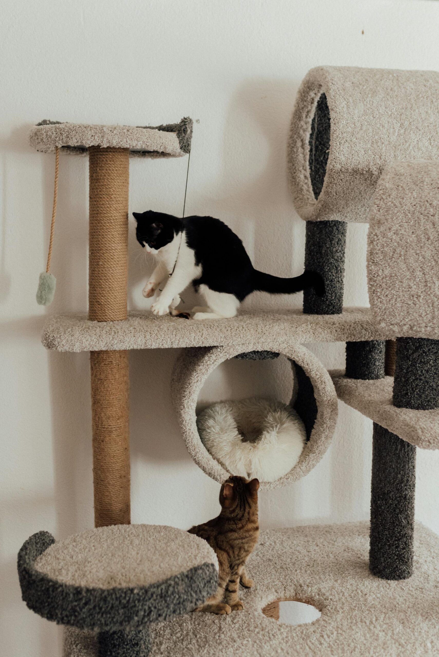 Life with pets at The Fur Avenue