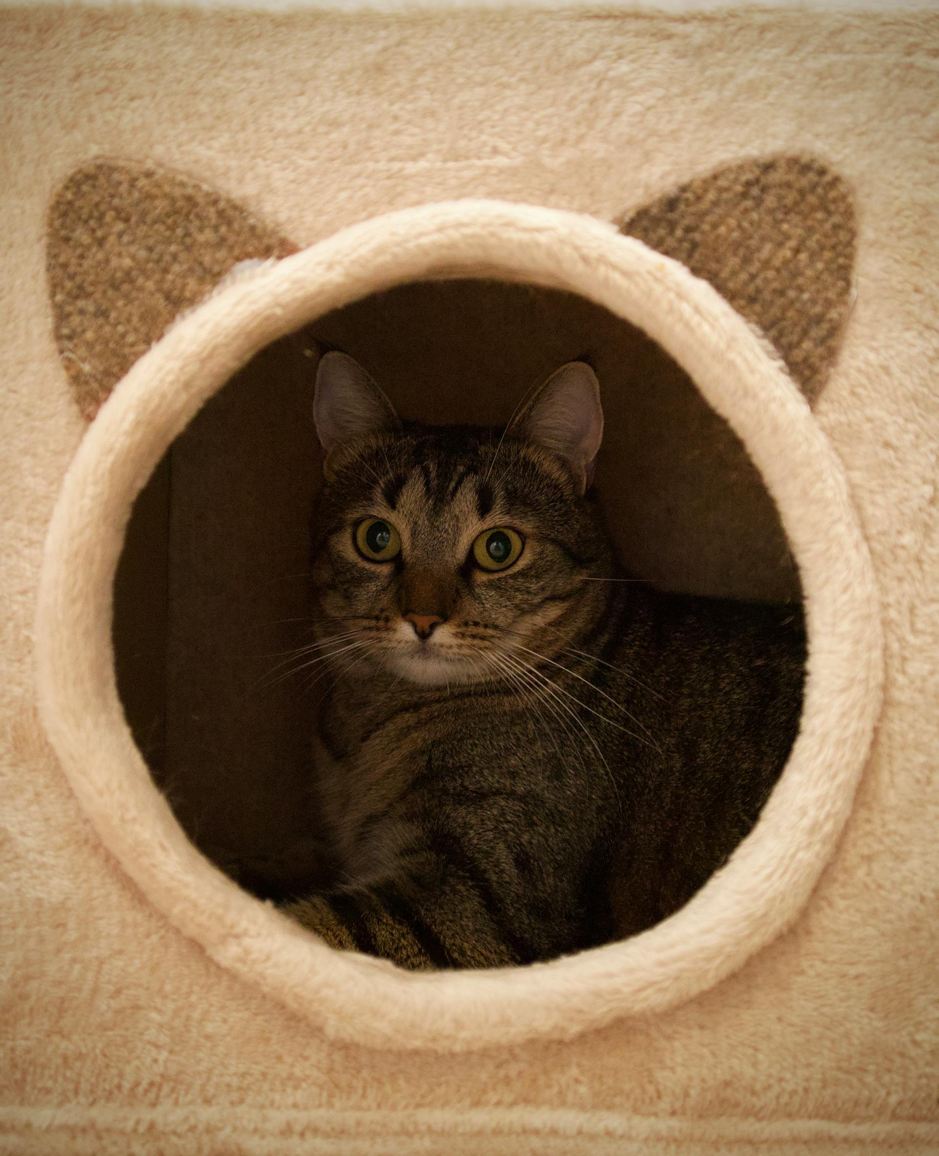 Life with pets at The Fur Avenue